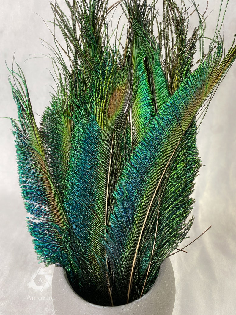 Plumes de paon longues taillées, 10-14, 25-32 cm, LIVRAISON GRATUITE disponible, Naturel coloré irisé, Plumage de paon vert, décor à la maison image 7