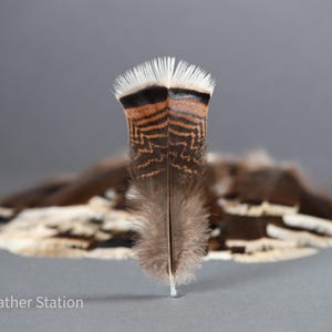 Plumas grandes de cola de pavo, plumas de ahumar, 13-18 cm, 5-8 pulgadas, decoración para jarrones, atrapasueños, tocados, cosplay, suministros de arte para manualidades imagen 8