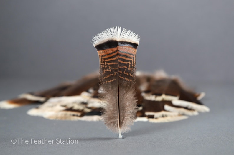 Plumas grandes de cola de pavo, plumas de ahumar, 13-18 cm, 5-8 pulgadas, decoración para jarrones, atrapasueños, tocados, cosplay, suministros de arte para manualidades imagen 8