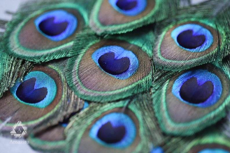 7-10 cm FREE SHIPPING available 4-5\u201d Loose feathers Natural colourful Iridescent Green and gold Peacock Plumage Peacock feathers