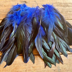 May include: A bunch of black feathers with blue tips. The feathers are arranged in a fan shape and have a slight iridescent sheen.