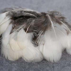 Liquidazione - Piume di fagiano grigio con punta bianca, 1-3 pollici, 4-8 cm, spedizione gratuita disponibile, arredamento per la casa, creazione di orecchini, acchiappasogni