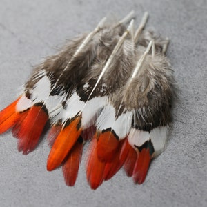 Kleine, natuurlijke, roodpuntige veren van de goudfazant, 2,5 cm (1 inch) lang, losse, puntige veren voor knutselprojecten. Gratis verzending mogelijk.
