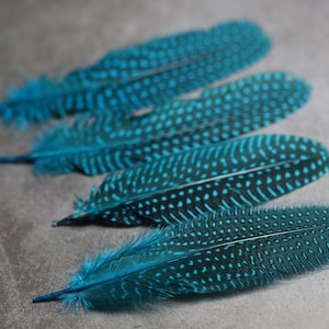 CLEARANCE LAST CHANCE!  Unique Large Dyed Blue dot Guinea fowl Feathers, 6-8 inches, Real loose colourful turquoise feathers for crafters