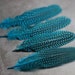 see more listings in the Loose Feathers section