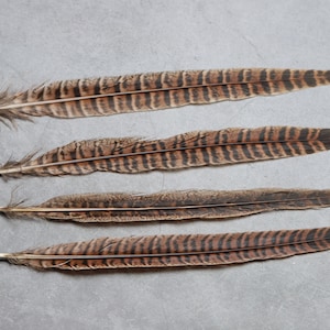 Long brown striped pheasant feathers, 20-30 cm, 8-12 inches, FREE shipping available, perfection for decoration, headpiece & cosplay zdjęcie 6