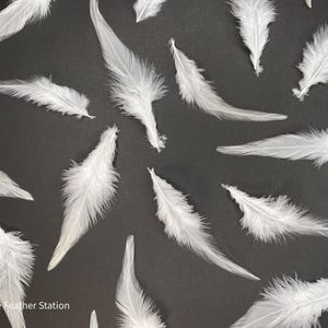May include: A collection of white feathers scattered on a black background. The feathers are various sizes and shapes, with some appearing to be more delicate than others.