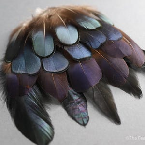 Peut inclure: Un groupe de plumes irisées aux nuances de bleu, violet et marron. Les plumes sont disposées en éventail, les pointes des plumes étant dirigées vers l'extérieur.