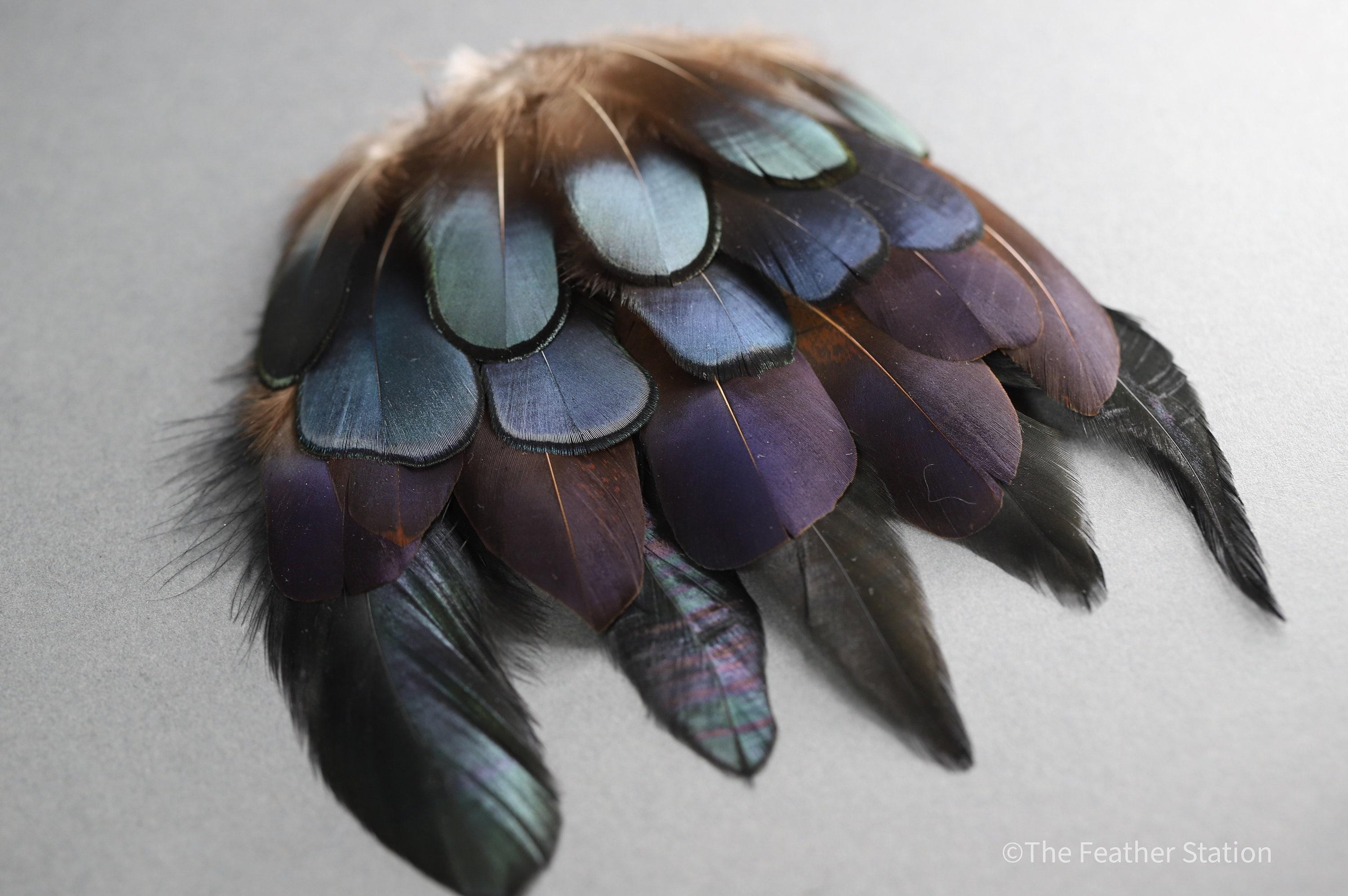 Mixed bag of iridescent feathers, 20 dark pheasant feather & rooster tail collection, supplies hat making, diy home decor, dream catcher