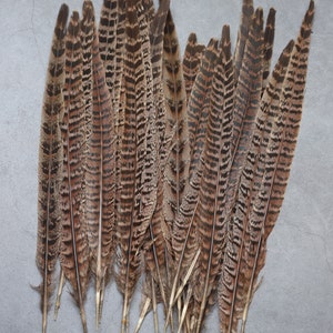 Longues plumes de faisan à rayures brunes, 20-30 cm, 8-12 pouces, livraison GRATUITE disponible, décoration parfaite, casque et cosplay image 3