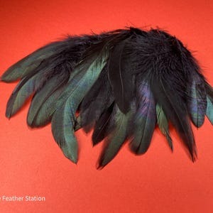 May include: A cluster of black feathers with iridescent green and purple hues, arranged against a vibrant red background. The feathers have a soft, textured appearance, suggesting they are for crafting or decorative purposes.