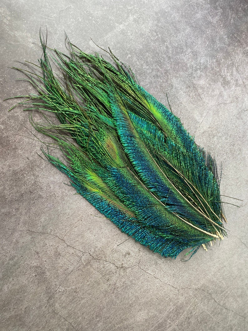 Plumes de paon longues taillées, 10-14, 25-32 cm, LIVRAISON GRATUITE disponible, Naturel coloré irisé, Plumage de paon vert, décor à la maison image 1