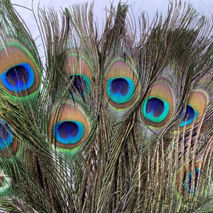 Long Peacock feathers, 10-11, 25-29 cm, FREE SHIPPING available, Natural colourful Iridescent Green and gold Peacock Plumage, home decor image 3