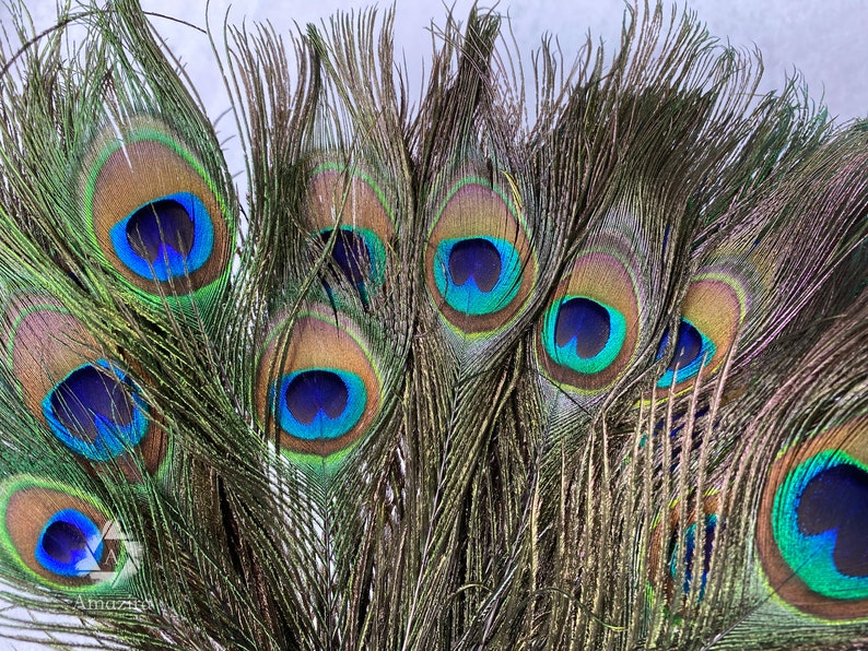 Long Peacock feathers, 10-11, 25-29 cm, FREE SHIPPING available, Natural colourful Iridescent Green and gold Peacock Plumage, home decor image 3