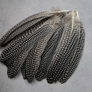 Large Guinea fowl Feathers, 15-19 cm - 6-8 inches, free shipping available, Real loose black and white feathers for crafters, natural spots
