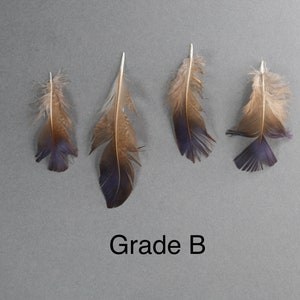 Plumes de faisan irisées bleu violet naturel, livraison gratuite disponible, 5-7 cm, 2-3 pouces, fournitures de bricolage, décoration, boucles d'oreilles image 9