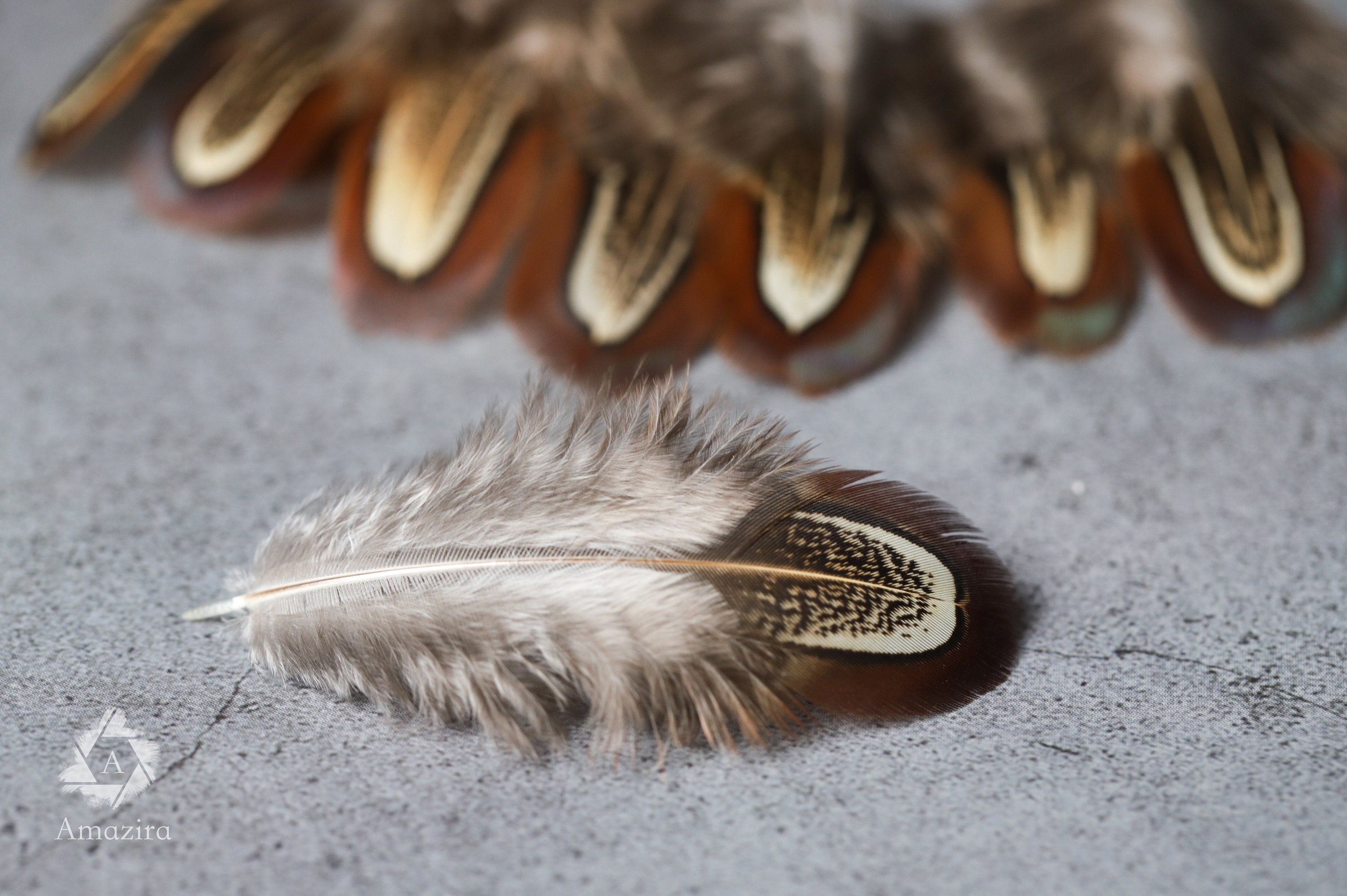 Natural brown golden stripped Pheasant feathers, 1-2 inches - 4-6 cm, free shipping available, Yellow brown Reeves, Home decoration,