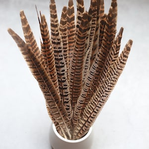 May include: A bunch of brown and black pheasant feathers in a white ceramic vase.