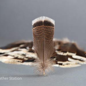 Plumas grandes de cola de pavo, plumas de ahumar, 13-18 cm, 5-8 pulgadas, decoración para jarrones, atrapasueños, tocados, cosplay, suministros de arte para manualidades imagen 6