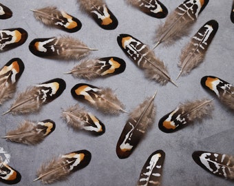 Bruin en wit gestripte fazantenveren, 2-3 inch 5-8 cm, geelbruine reeves, zwart-wit gestripte veren