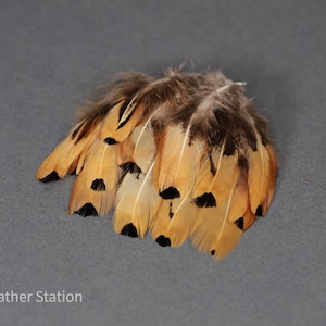 Plumas de faisán marrón dorado, 3-7 cm, 1-3&quot;, lazos para moscas, confección de sombreros, suministros para manualidades, atrapasueños solares para scrapbooking, regalo para ella
