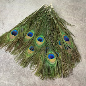 Longues plumes de paon, 10-11 pouces, 25-29 cm, livraison gratuite disponible, plumage de paon vert irisé coloré naturel et or, décoration d'intérieur image 2