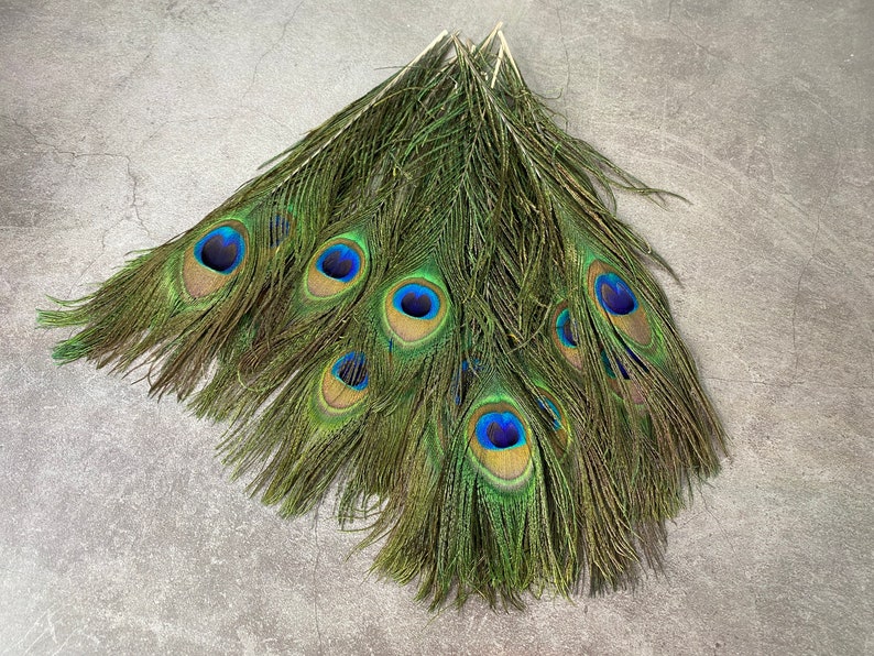 Longues plumes de paon, 10-11 pouces, 25-29 cm, livraison gratuite disponible, plumage de paon vert irisé coloré naturel et or, décoration d'intérieur image 2