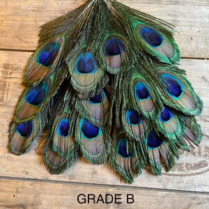 Plumes de paon, 4-5 po. 7-10 cm LIVRAISON GRATUITE, Irisé coloré naturel, plumage de paon vert et or, accessoires pour chapeaux, attrape-rêves Grade B
