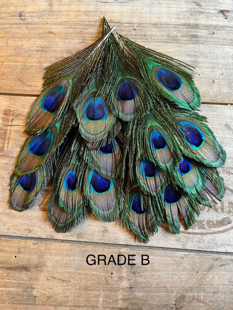 Plumes de paon, 4-5 po. 7-10 cm LIVRAISON GRATUITE, Irisé coloré naturel, plumage de paon vert et or, accessoires pour chapeaux, attrape-rêves Grade B