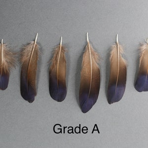 Plumes de faisan irisées bleu violet naturel, livraison gratuite disponible, 5-7 cm, 2-3 pouces, fournitures de bricolage, décoration, boucles d'oreilles image 7