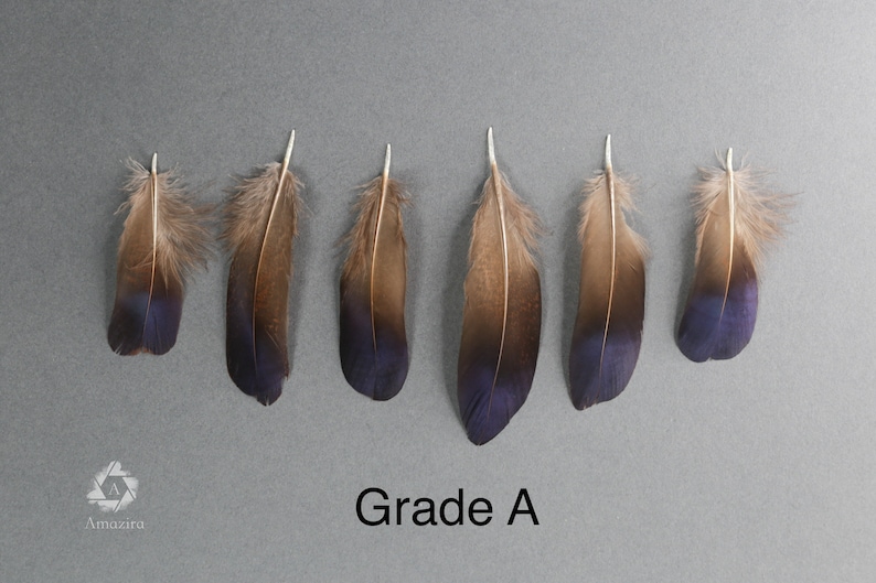 Plumes de faisan irisées bleu violet naturel, livraison gratuite disponible, 5-7 cm, 2-3 pouces, fournitures de bricolage, décoration, boucles d'oreilles image 7