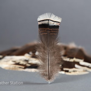 Plumas grandes de cola de pavo, plumas de ahumar, 13-18 cm, 5-8 pulgadas, decoración para jarrones, atrapasueños, tocados, cosplay, suministros de arte para manualidades imagen 7