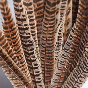 Longues plumes de faisan à rayures brunes, 20-30 cm, 8-12 pouces, livraison GRATUITE disponible, décoration parfaite, casque et cosplay image 2