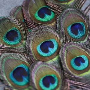 Plumes de paon, 4-5 po. 7-10 cm LIVRAISON GRATUITE, Irisé coloré naturel, plumage de paon vert et or, accessoires pour chapeaux, attrape-rêves image 5