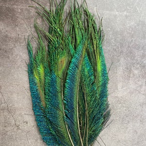 Plumes de paon longues taillées, 10-14, 25-32 cm, LIVRAISON GRATUITE disponible, Naturel coloré irisé, Plumage de paon vert, décor à la maison image 5