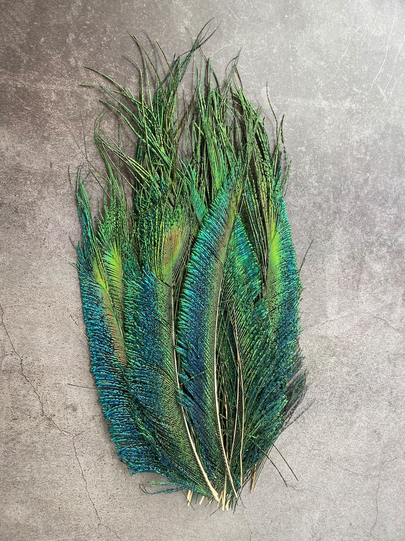 Plumes de paon longues taillées, 10-14, 25-32 cm, LIVRAISON GRATUITE disponible, Naturel coloré irisé, Plumage de paon vert, décor à la maison image 5