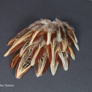 Pode incluir: Um conjunto de penas decorativas em tons de castanho, bege e branco, dispostas em forma de leque. As penas têm padrões e texturas intrincados, com um fundo cinza escuro. O artigo é da The Feather Station.