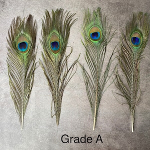 Longues plumes de paon, 10-11 pouces, 25-29 cm, livraison gratuite disponible, plumage de paon vert irisé coloré naturel et or, décoration d'intérieur image 5