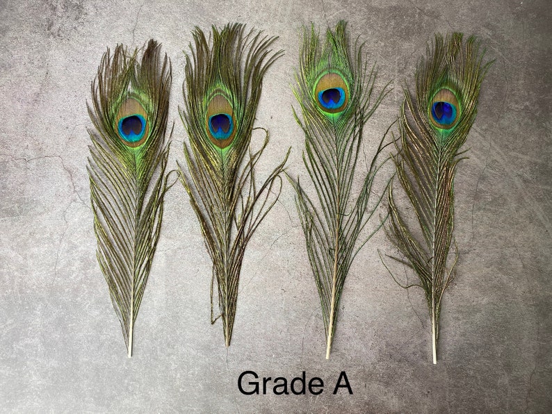 Longues plumes de paon, 10-11 pouces, 25-29 cm, livraison gratuite disponible, plumage de paon vert irisé coloré naturel et or, décoration d'intérieur image 5