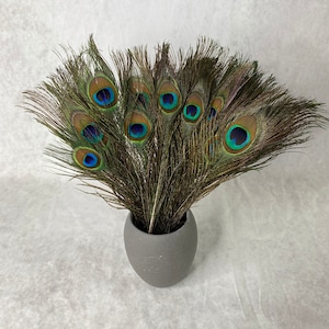 Longues plumes de paon, 10-11 pouces, 25-29 cm, livraison gratuite disponible, plumage de paon vert irisé coloré naturel et or, décoration d'intérieur image 6