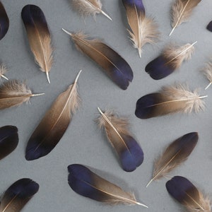 Plumes de faisan irisées bleu violet naturel, livraison gratuite disponible, 5-7 cm, 2-3 pouces, fournitures de bricolage, décoration, boucles d'oreilles image 3