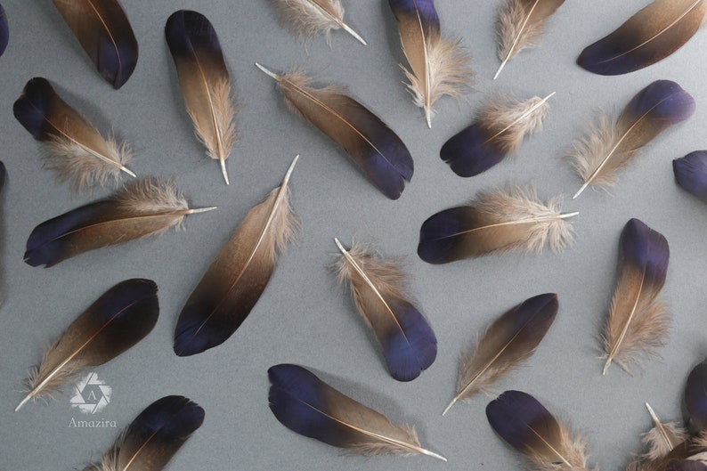Plumes de faisan irisées bleu violet naturel, livraison gratuite disponible, 5-7 cm, 2-3 pouces, fournitures de bricolage, décoration, boucles d'oreilles image 3