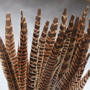 Long brown striped pheasant feathers, 20-30 cm, 8-12 inches, FREE shipping available, perfection for decoration, headpiece & cosplay zdjęcie 4