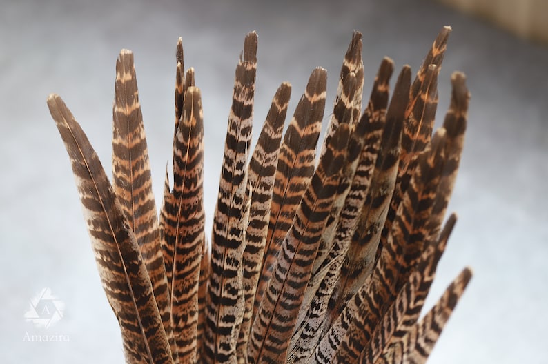 Long brown striped pheasant feathers, 20-30 cm, 8-12 inches, FREE shipping available, perfection for decoration, headpiece & cosplay zdjęcie 4