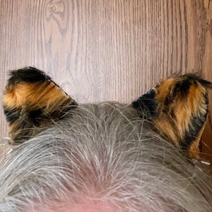 Tiger Ears, animal ears, tiger costume, costume ears, tigers ears, cat costume, cat ears, clip on