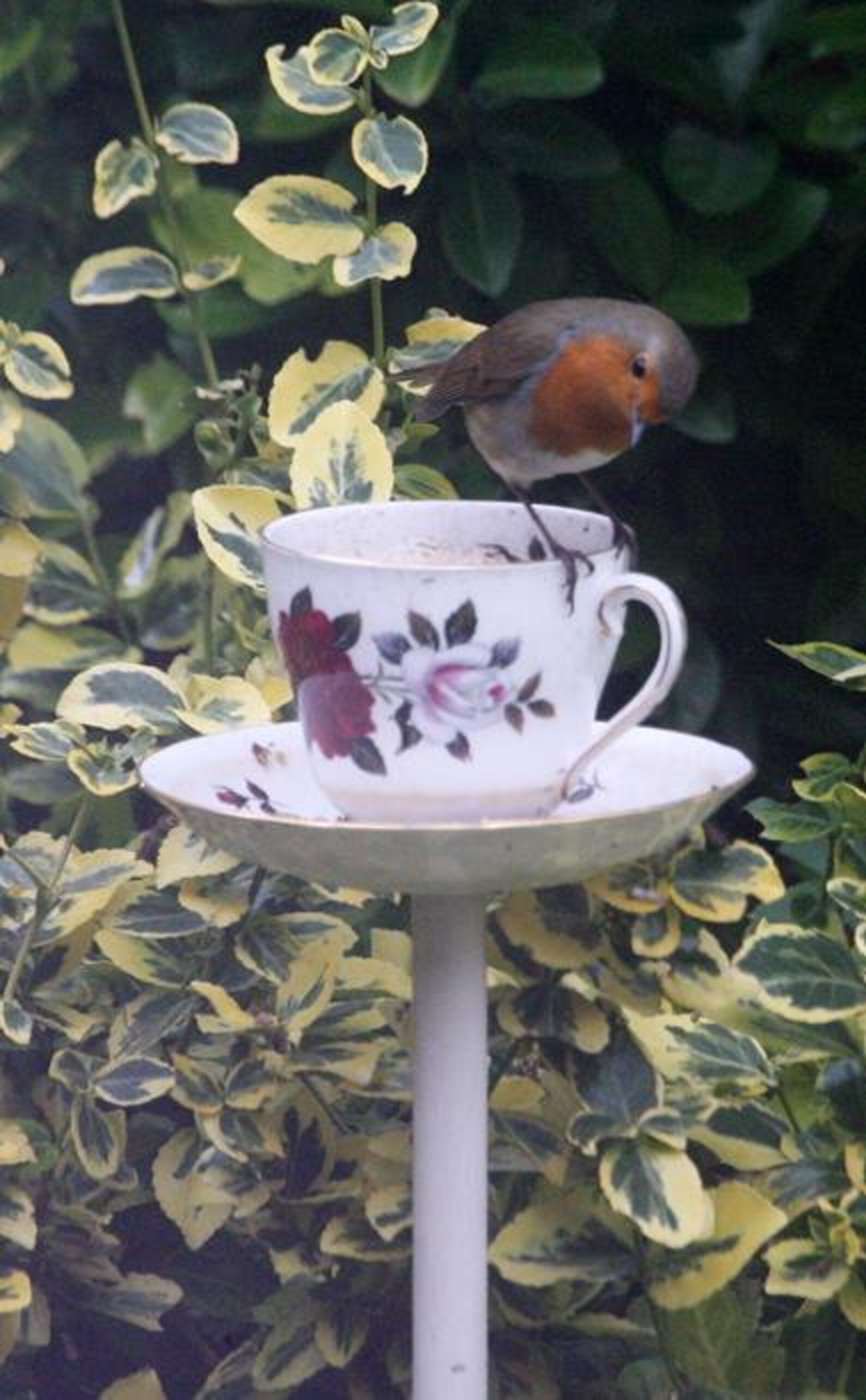 Teacup bird feeder stake bird feeder pole bird feeder Etsy