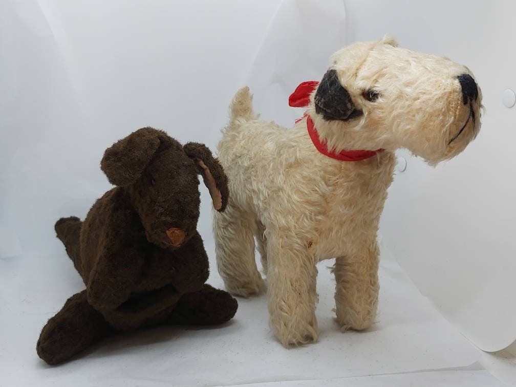 Do Dogs Cuddle The Alpha