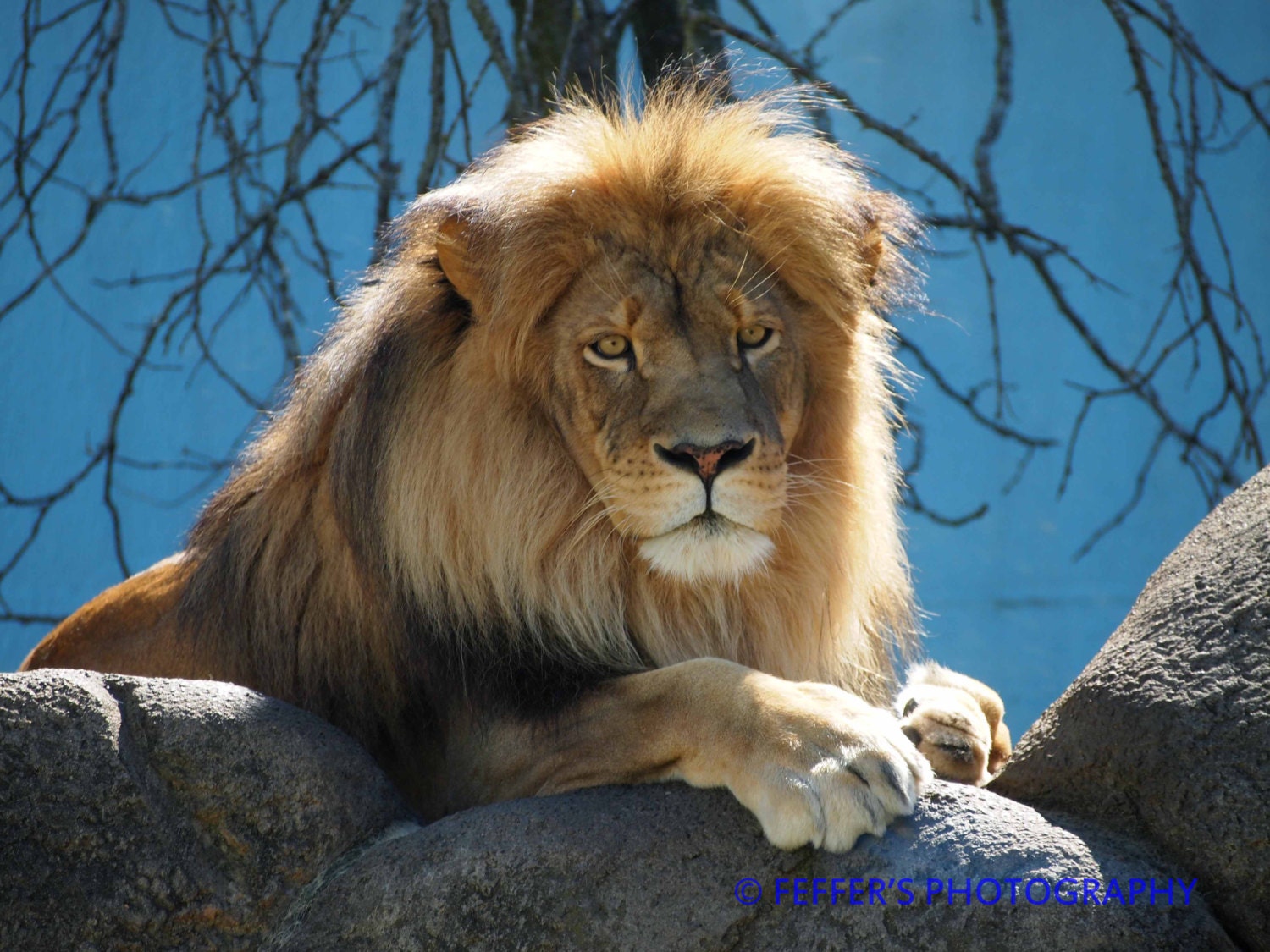 African Lion loving the sun Zoo Digital Photography 8x10 or Etsy