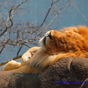 African Lion loving the sun Zoo Digital  Photography 8x10 or 5x7 Fine Art Print - Animal Decor
