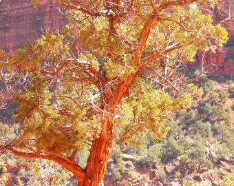 Zion National Park  Utah tree Digital  Photography - 5x7 or 8x10  4x6 Fine Art Print - Southwestern Home Decor